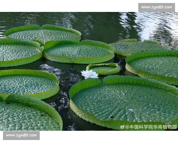 亚马孙王莲：黑夜绽放的 “善变花王”